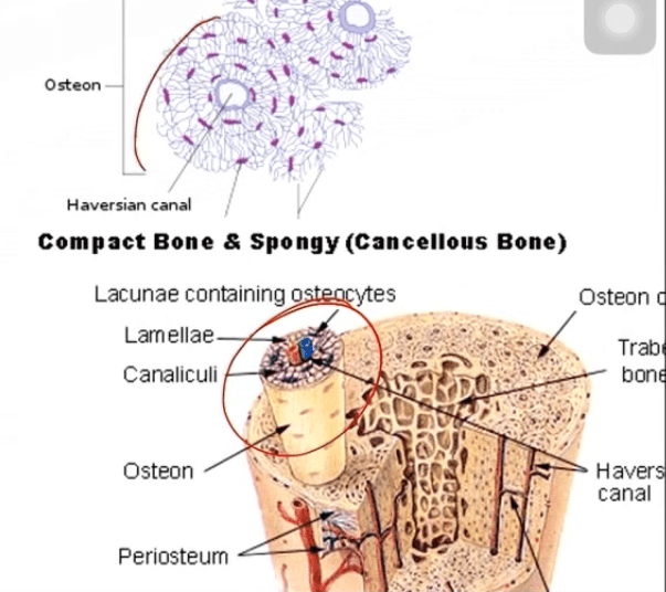 osteon