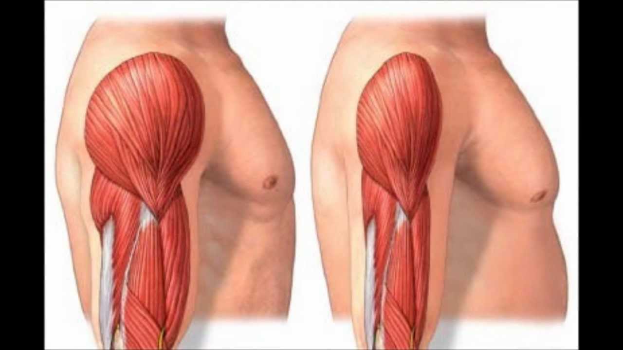 otot-sarcopenia