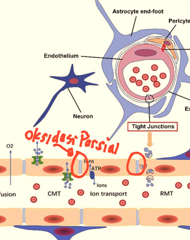 sel_otak_neuron